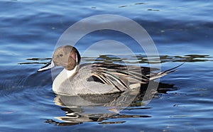 Male pintail