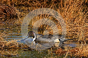Male Pintail in Marsh in Fall