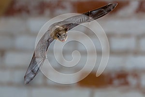 Male Pipistrelle flying against white brick wall