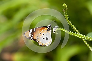 Male Plain Tiger Butterfly Danaus chrysippus