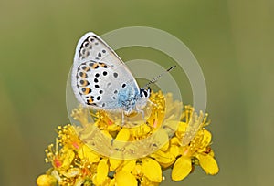 Male Plebejus idas , The Idas blue or northern blue butterfly on flower photo