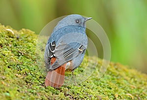 Male Plumbeous Redstart Rhyacornis fuliginosa