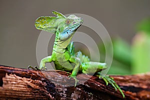 Male plumed basilisk Basiliscus plumifrons sitting on a log