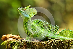 Male plumed basilisk sitting on a stump