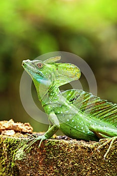 Male plumed basilisk Basiliscus plumifrons sitting on a stump