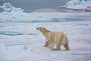 Male polar bear hold head high to sniff and hopefully find a prey