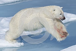 Male polar bear jumping over ice floes, Svalbard Archipelago, Norway