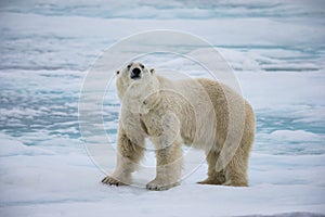 Male polar bear sniffs the air, in Spitsgergen, Norway.