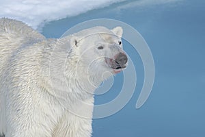 Male Polar Bear, Svalbard Archipelago, Norway