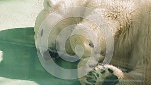 Male polar bear Ursus maritimus in the zoo.