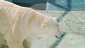 Male polar bear Ursus maritimus in the zoo.