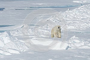 Male polar bear walking over pack ice, Svalbard Archipelago, Norway