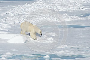 Male polar bear walking over pack ice, Svalbard Archipelago, Norway