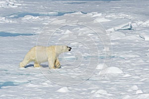 Male polar bear walking over pack ice, Svalbard Archipelago, Norway