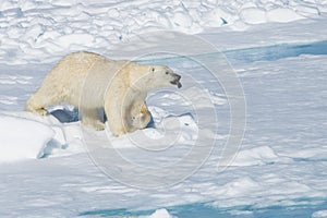 Male polar bear walking over pack ice, Svalbard Archipelago, Norway