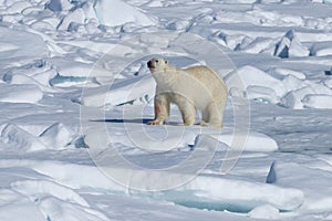 Male polar bear walking over pack ice, Svalbard Archipelago, Norway