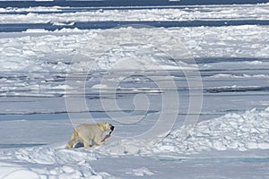 Male polar bear walking with the remains of seal pray over pack ice, Svalbard Archipelago, Norway