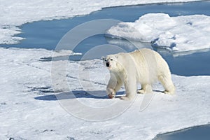 Male Polar Bear walking, Svalbard Archipelago, Norway