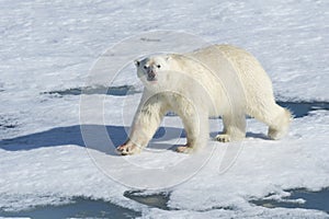 Male Polar Bear walking, Svalbard Archipelago, Norway