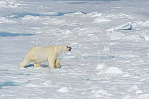 Male Polar Bear walking, Svalbard Archipelago, Norway