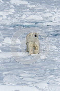 Male Polar Bear walking, Svalbard Archipelago, Norway