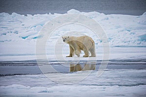 Male polar bear walks on melting ice flow near Spitsbergen