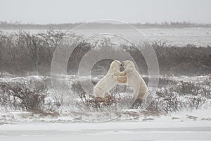 Male Polar Bears in Mock Sparring/Fighting Stance