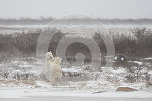 Male Polar Bears Standing while Mock Sparring