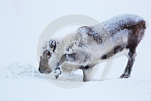 Male of polar reindeer on ice