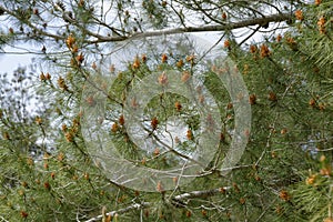 Male pollen cones (strobili) among needles on Mediterranean pine tree