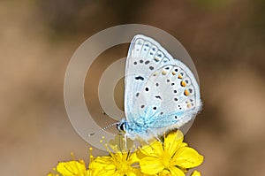 Male Polyommatus icarus on yellow flower , the common blue butterfly