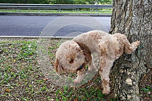 Male poodle dog pee on tree trunk to mark territory