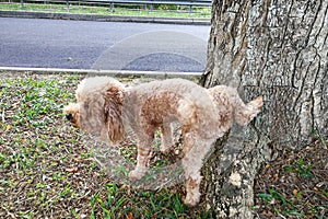 Male poodle dog pee on tree trunk to mark territory