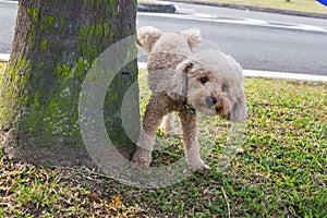 Male poodle urinating pee on tree trunk to mark territory photo