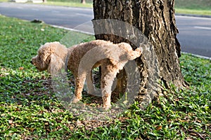 Male poodle urinating pee on tree trunk to mark territory photo