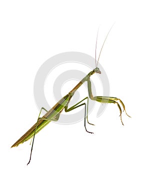 Male Praying Mantis