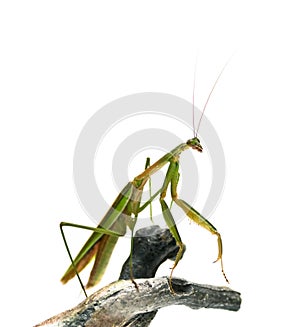 Male Praying Mantis
