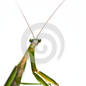 Male Praying Mantis
