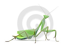 Male praying mantis - Macromantis ovalifolia
