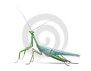 Male praying mantis - Macromantis ovalifolia