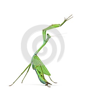 Male praying mantis - Macromantis ovalifolia photo