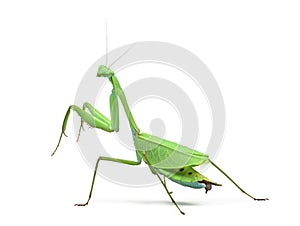 Male praying mantis - Macromantis ovalifolia photo