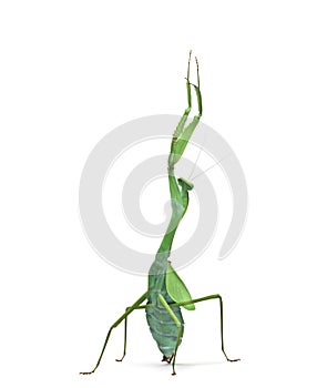 Male praying mantis - Macromantis ovalifolia photo