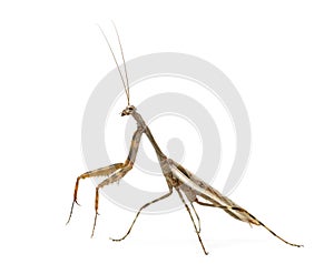 Male Praying mantis - Parasphendale affinis