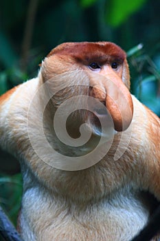 A Male Proboscis Monkey (Bekantan)