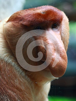 A Male Proboscis Monkey (Bekantan)