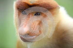 Male proboscis monkey