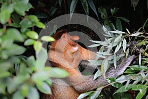 Male proboscis monkey in Malaysia