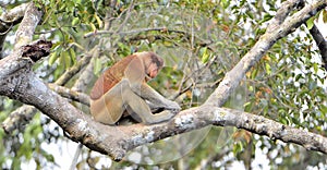 Male Proboscis monkey Nasalis larvatus