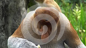 Male Proboscis Monkey Nasalis larvatus Chewing Food. Endangered Endemic Borneo Animal